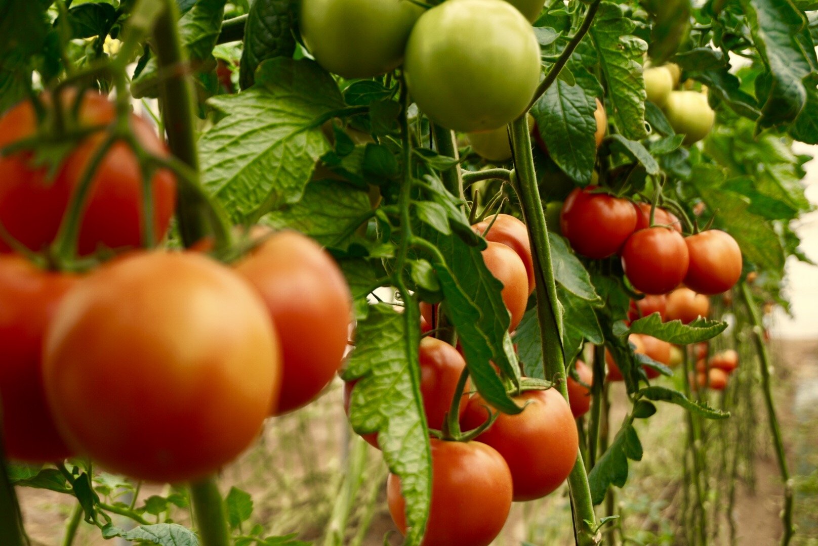 Cherry Tomato on the Vine.jpg