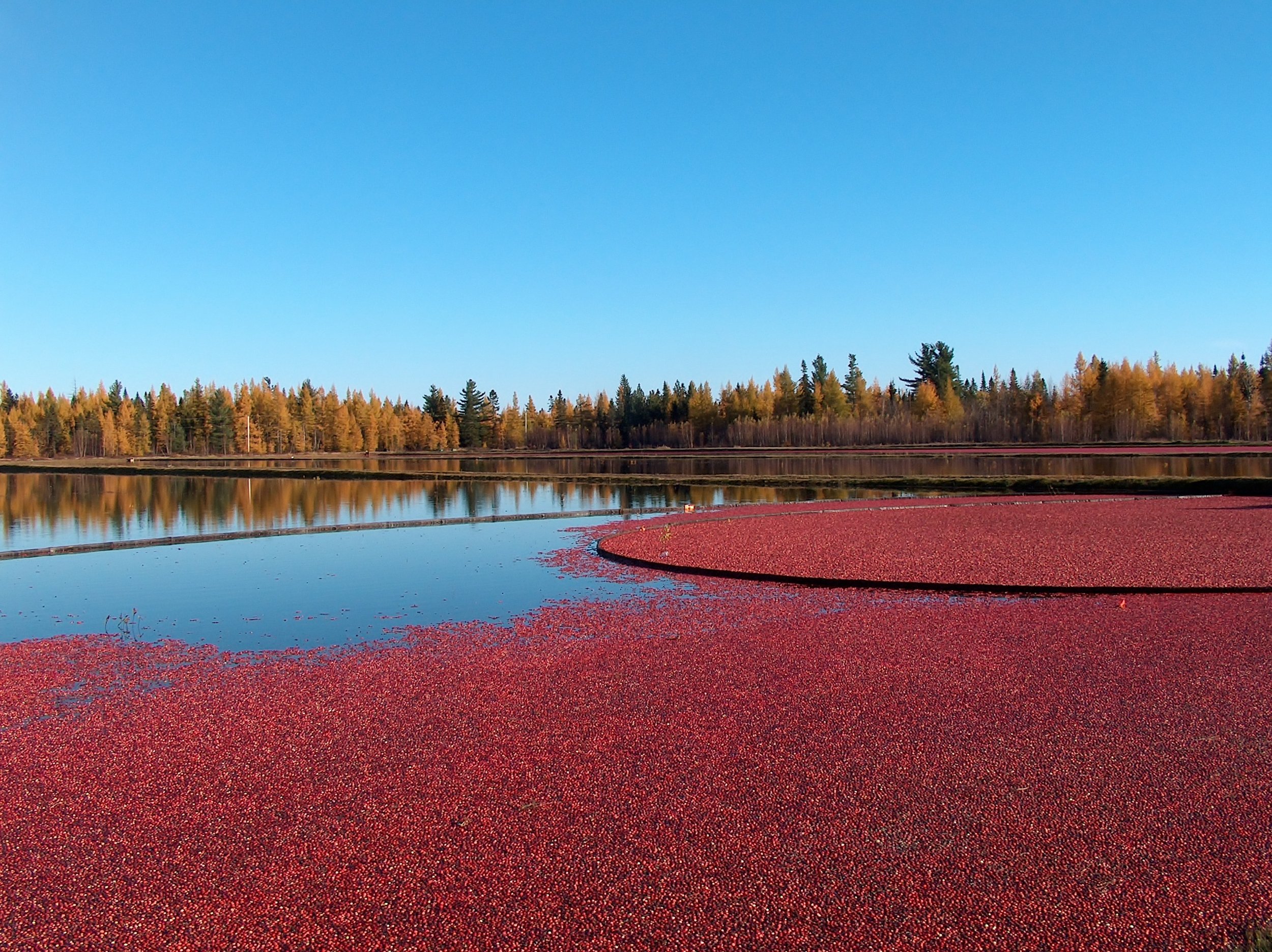 Cranberry Bog.JPG