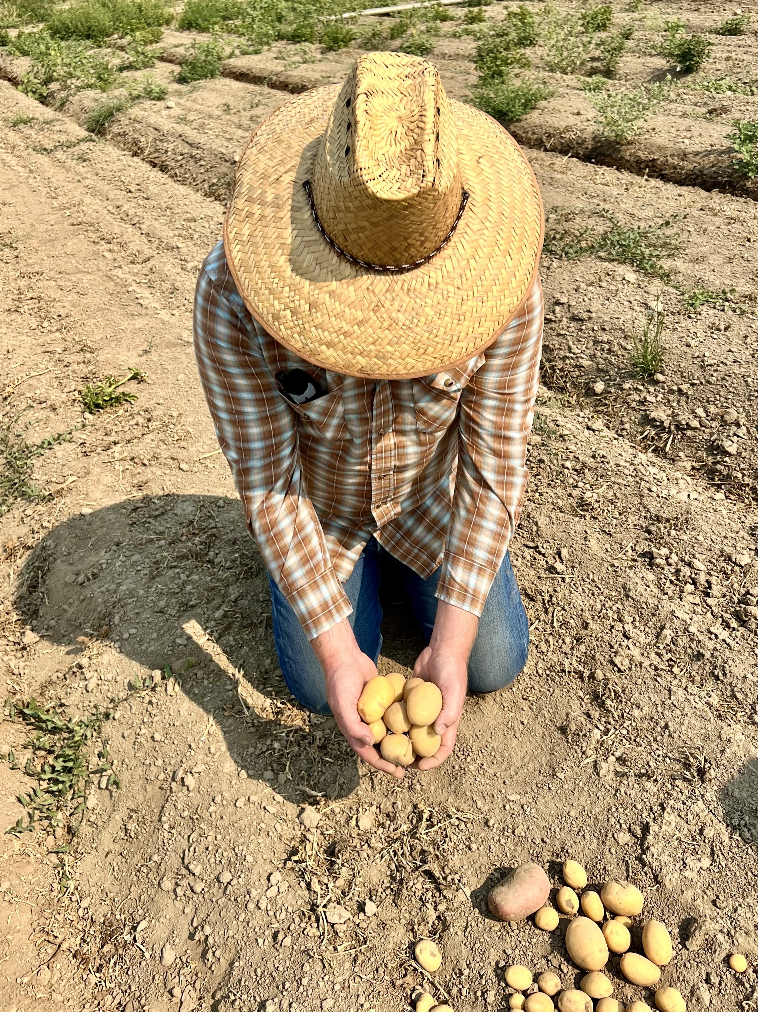 Dan with fresh crop gold potatoes in hand.jpeg