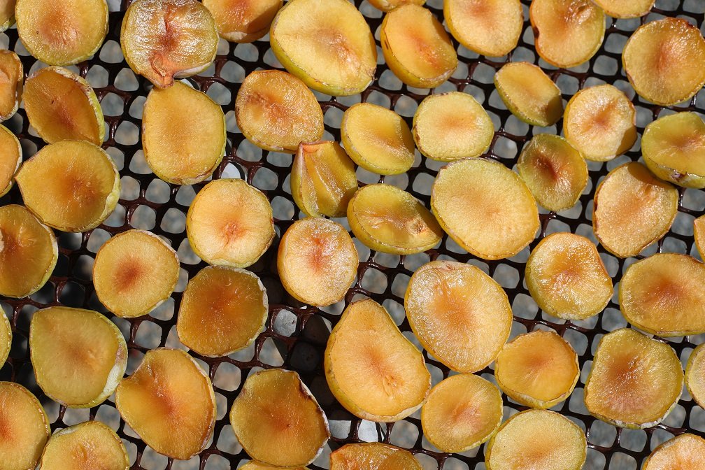 Drying peaches.JPG