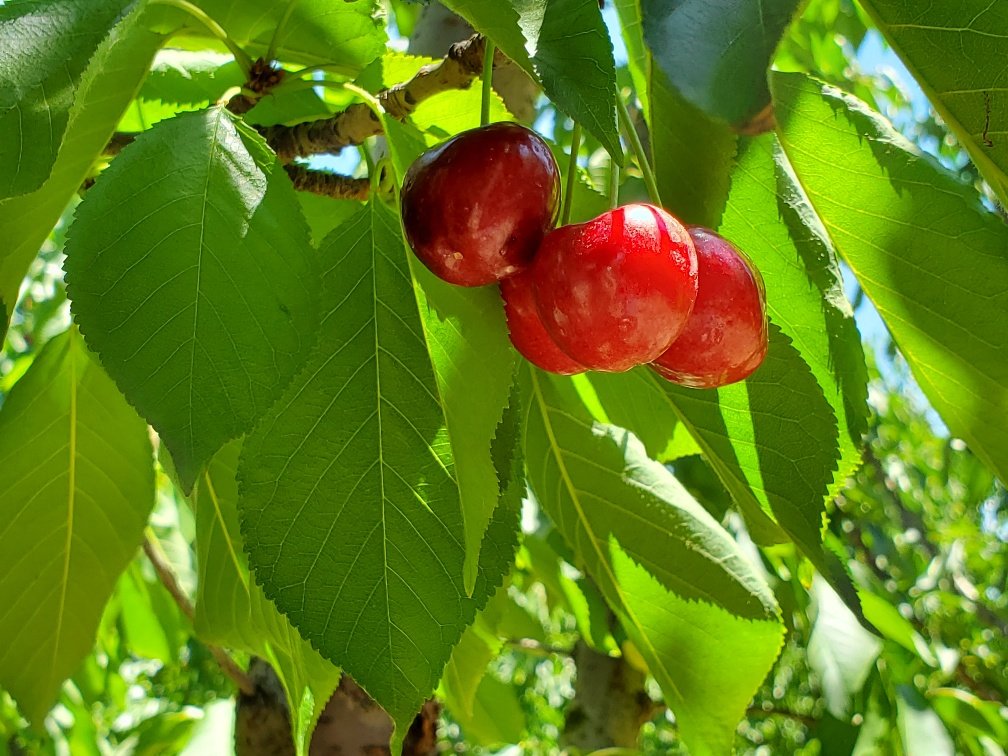 Dwelley Cherries (1).jpg