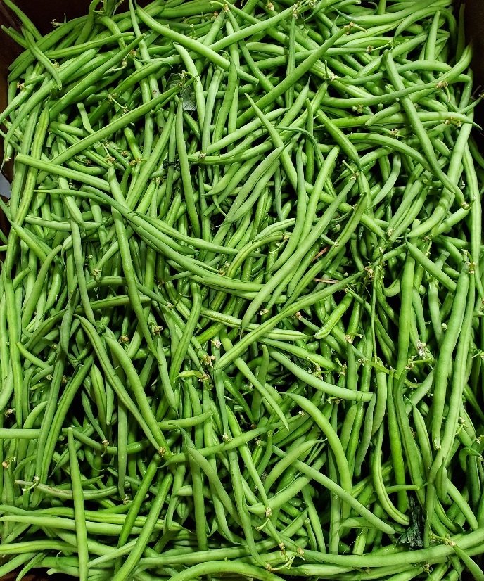 Dwelley French Beans cropped.jpg