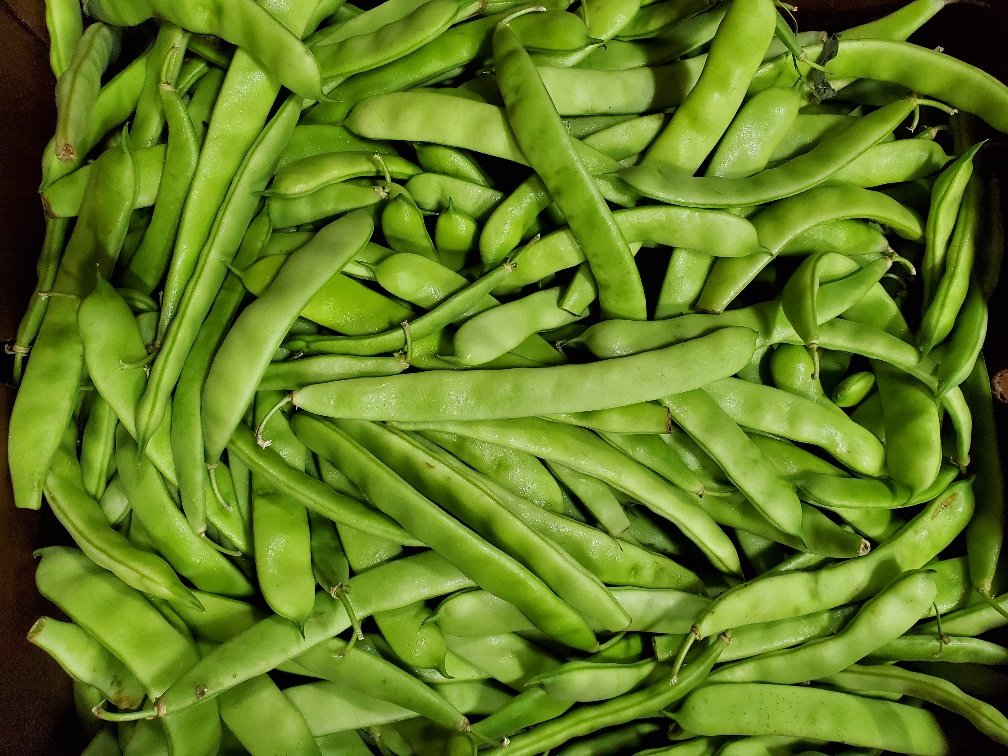 Dwelley Romano Beans.jpg