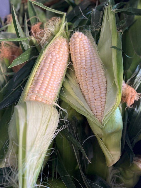 Dwelley white corn.jpg