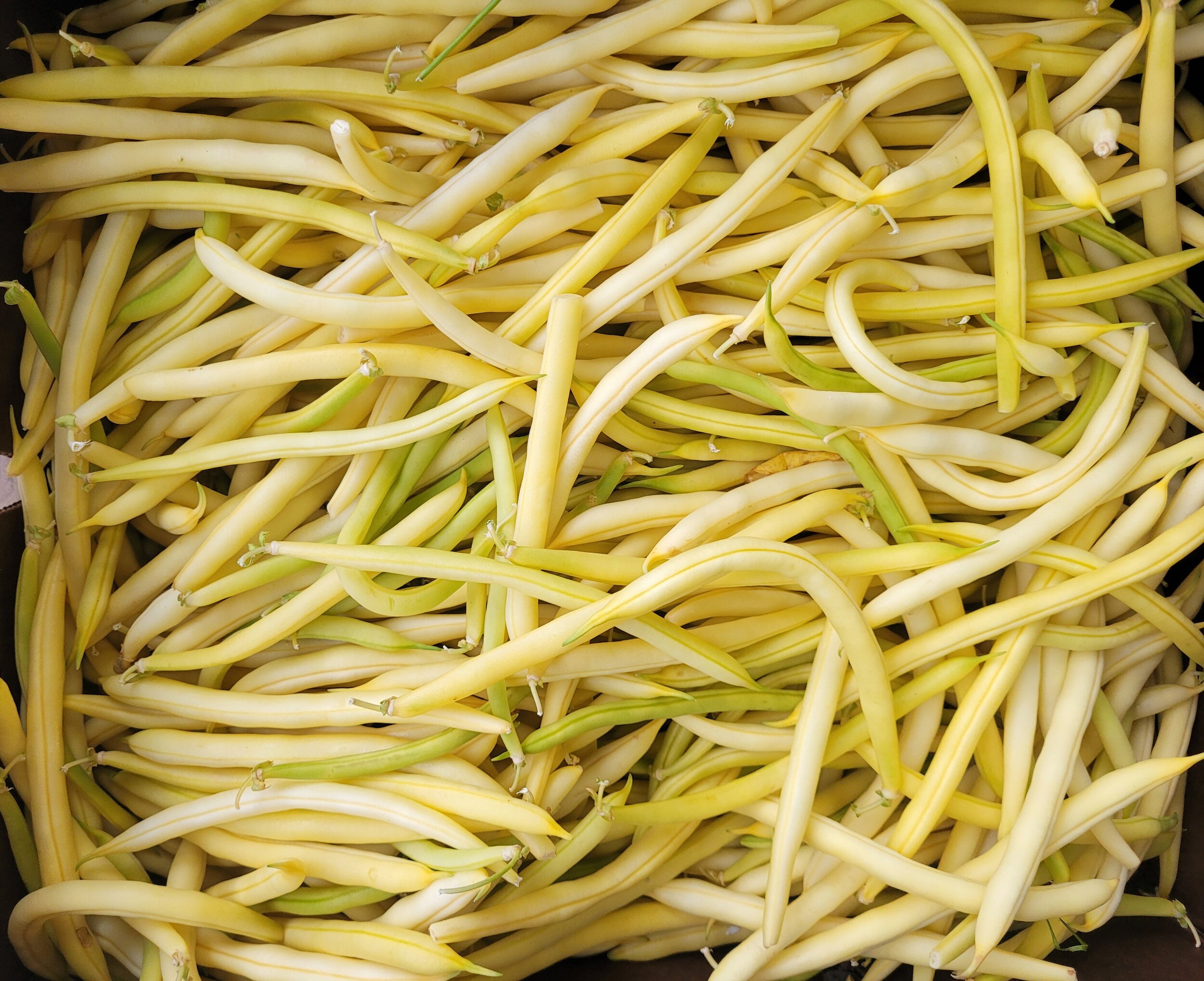 Dwelley Yellow Wax Beans cropped.jpg