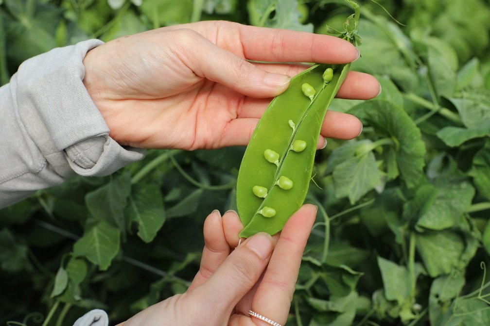 English Pea growing.JPG