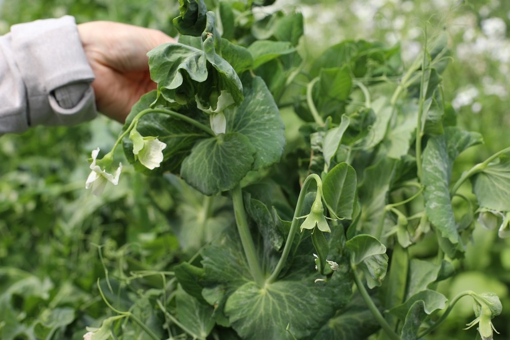 English Pea Plant.JPG