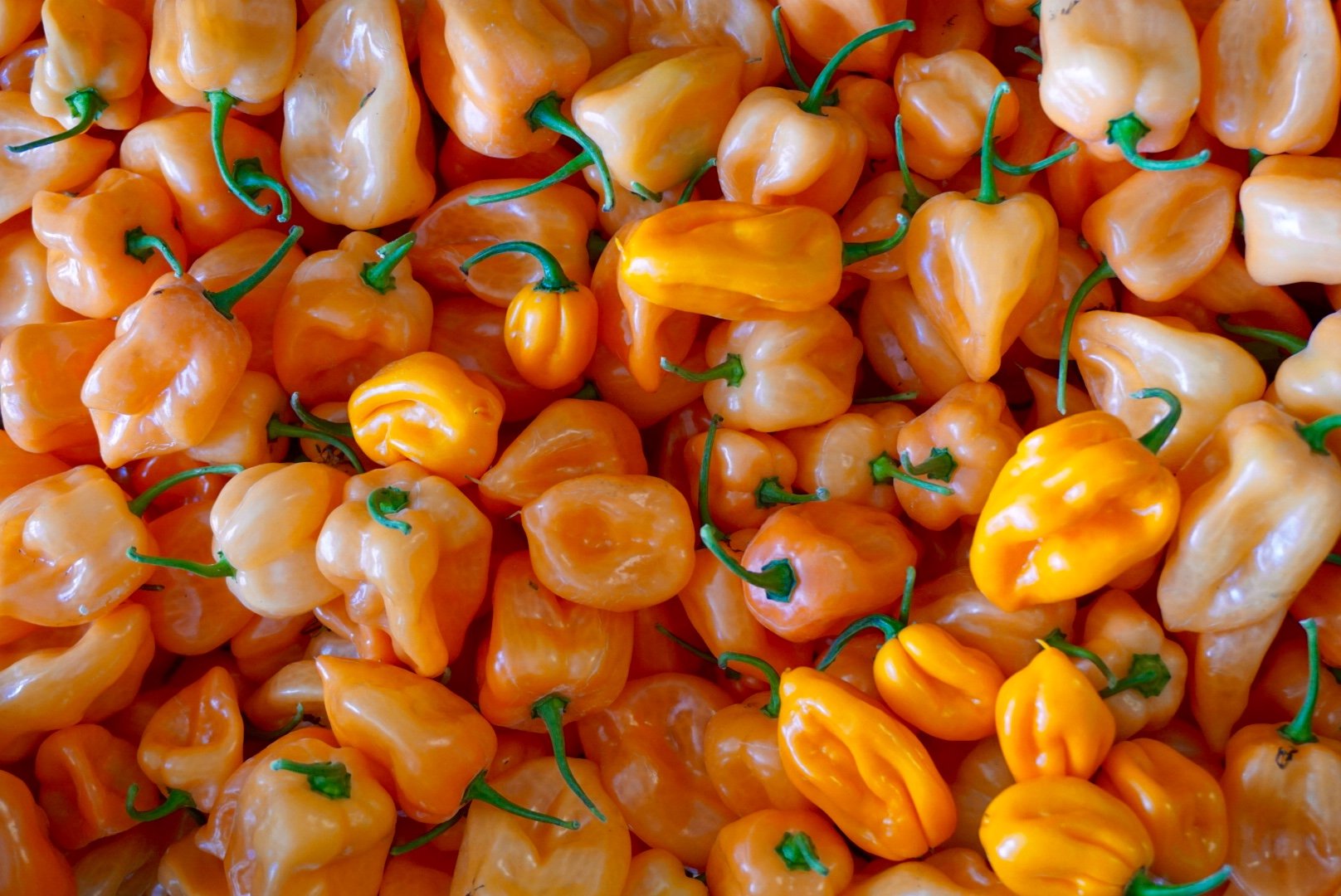 Habanero Peppers.jpg