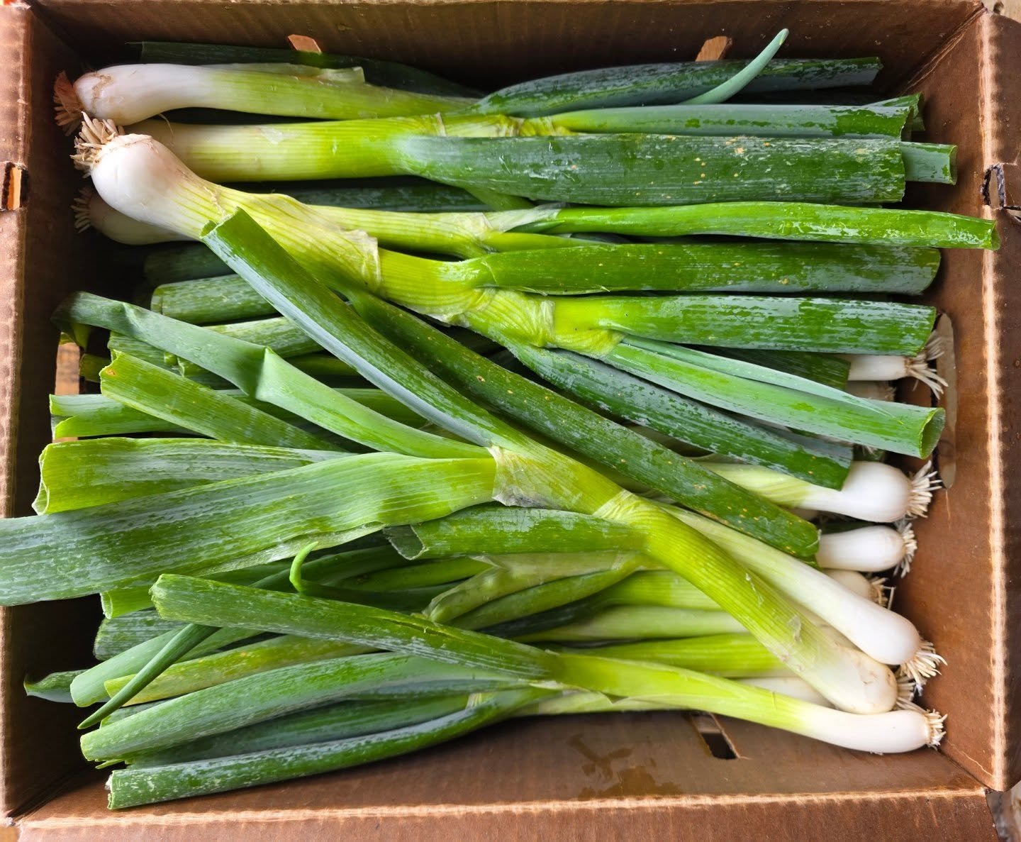 Japanese Negi is a type of long green onion with hollow green tops and elongated white stems rather than a distinct bulb. It has a mild, savory, and sweet flavor profile. Negi can be eaten raw or cooked, used to top dishes like noodles and hot pots, 
