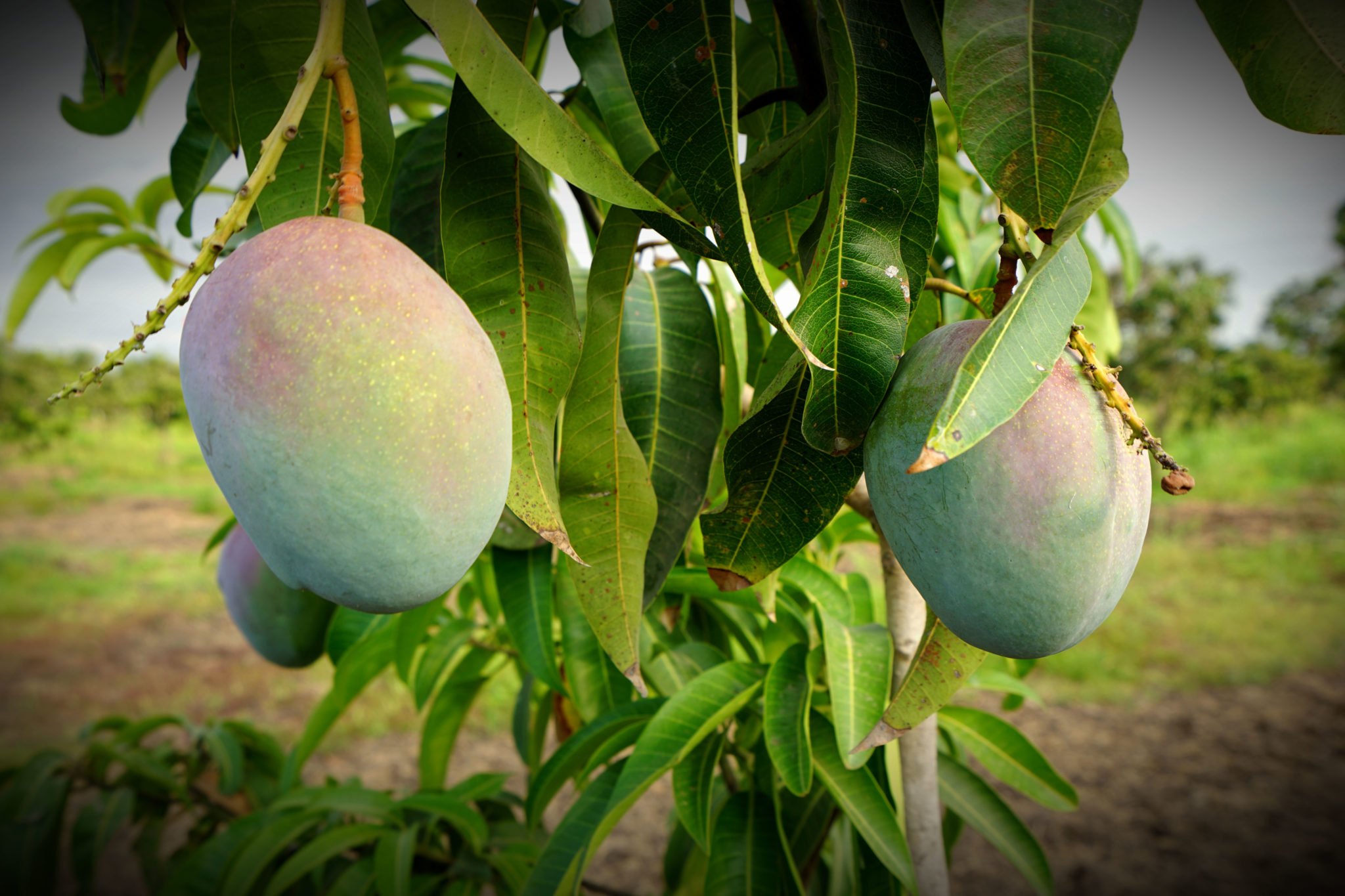 Mangos on tree.jpg