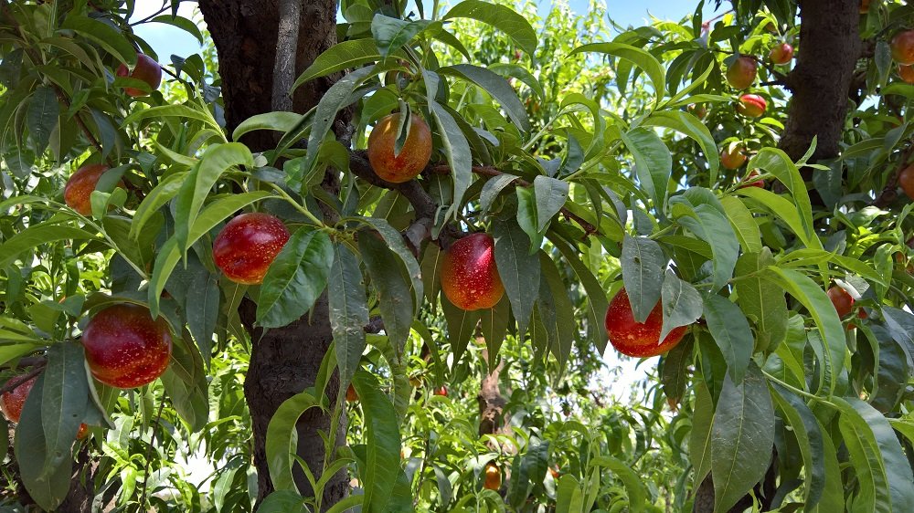 Nectarine resized.jpg