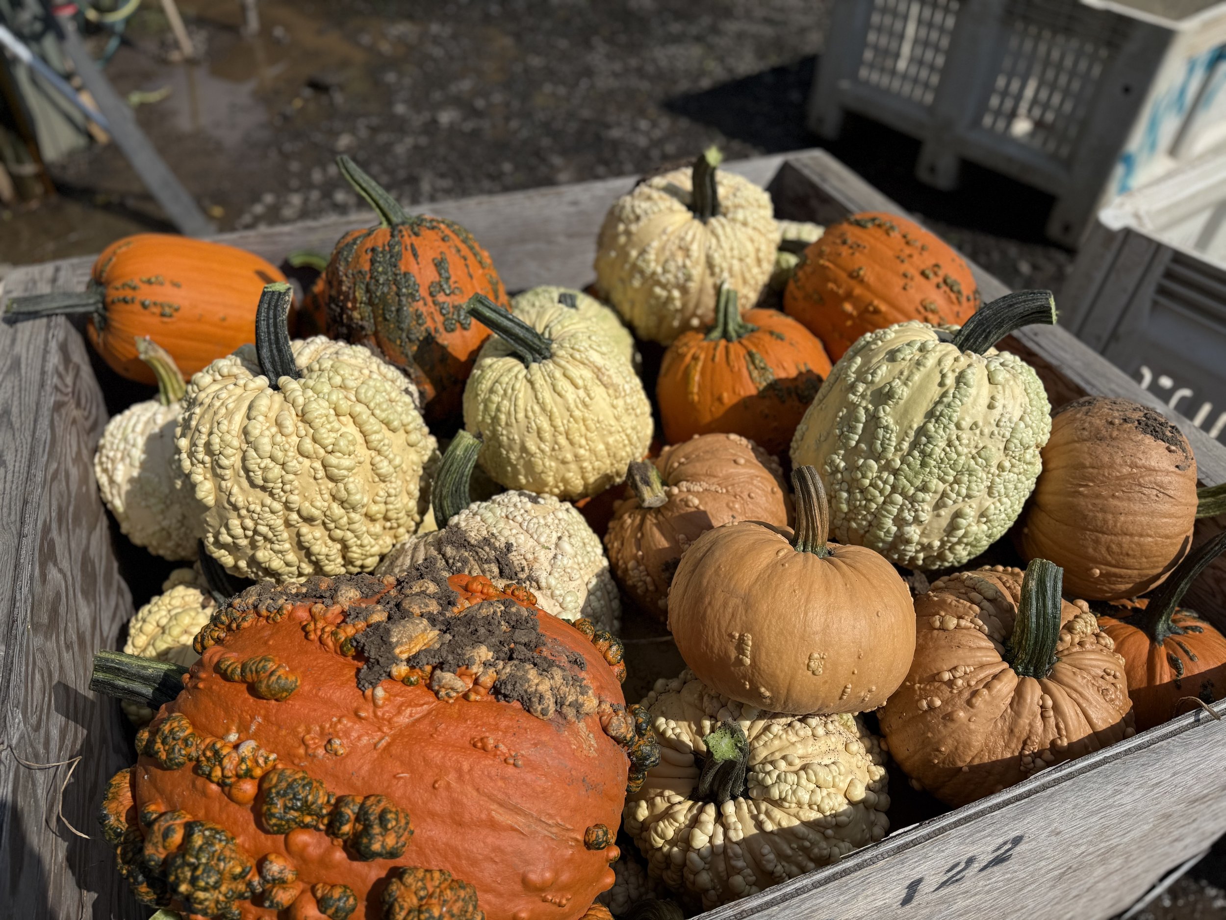 Nottinghamshire ornamental warty pumpkins.jpeg