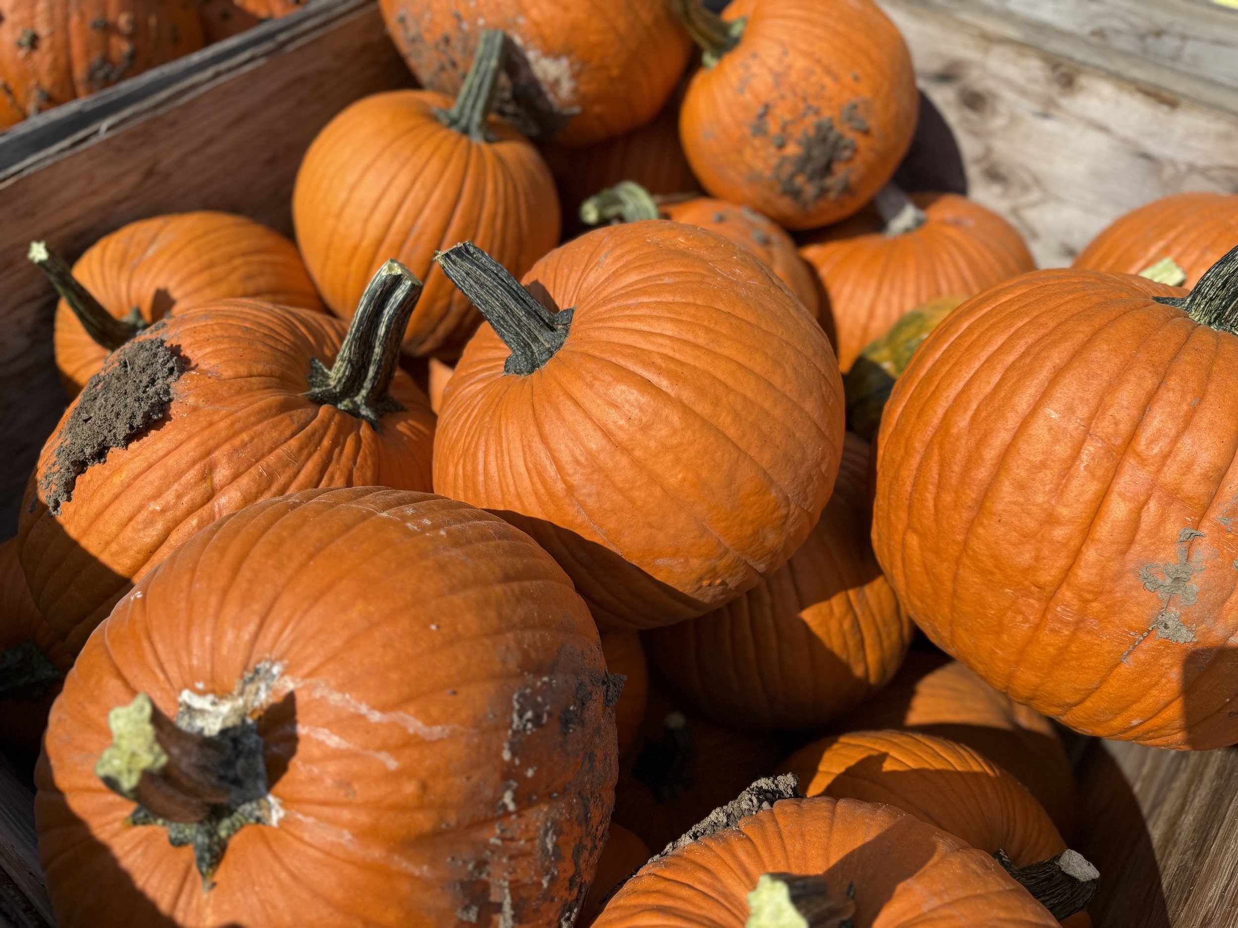 Nottinghamshire Pumpkins.jpeg