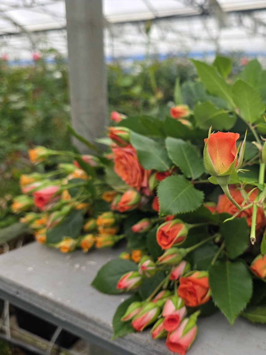 pajarosa roses on table.jpg
