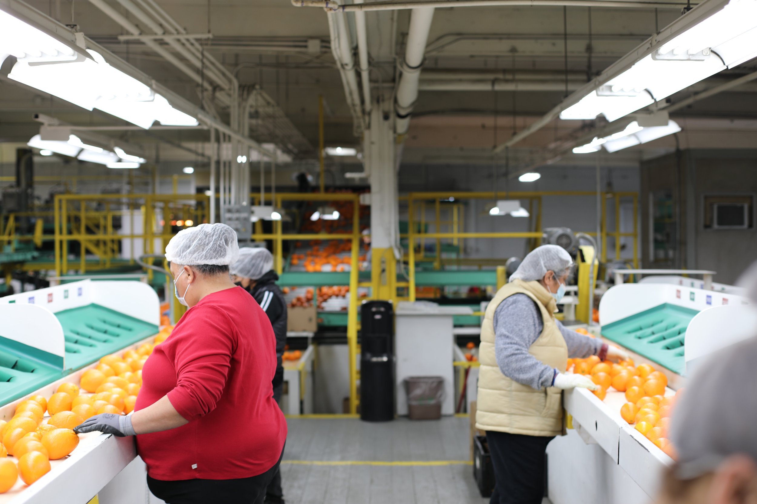 RVO Packing Shed.JPG