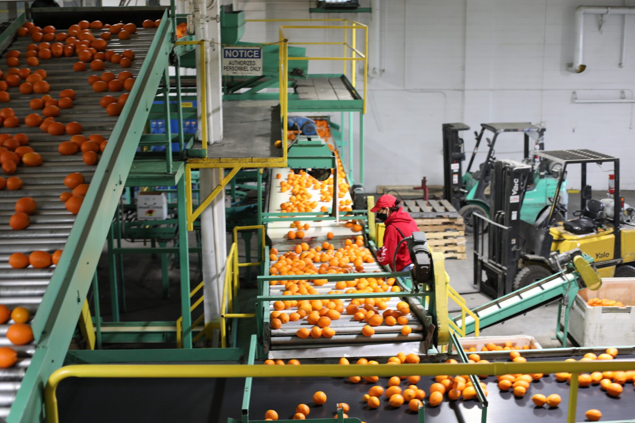 RVO-Packing-and-Sorting-line-2048x1365.jpg