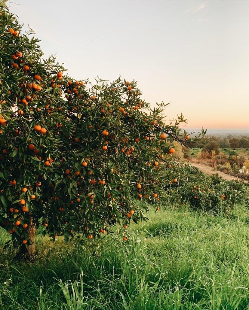 Side Hill Citrus Satsumas (1).jpg