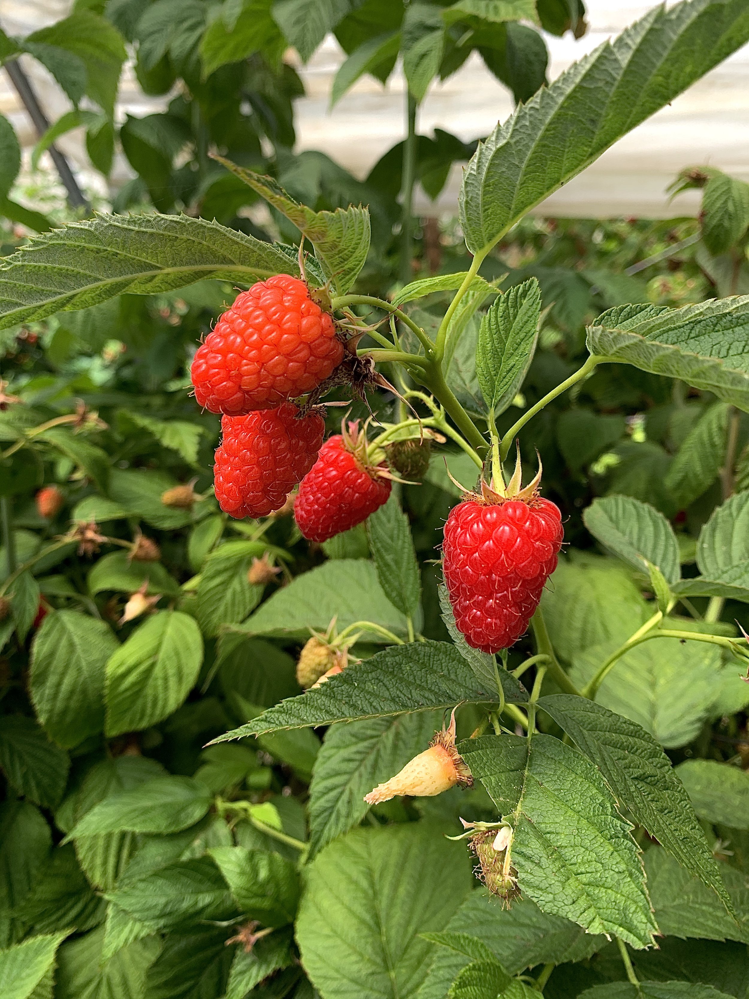 Sun Valley Raspberries on the vine.jpg