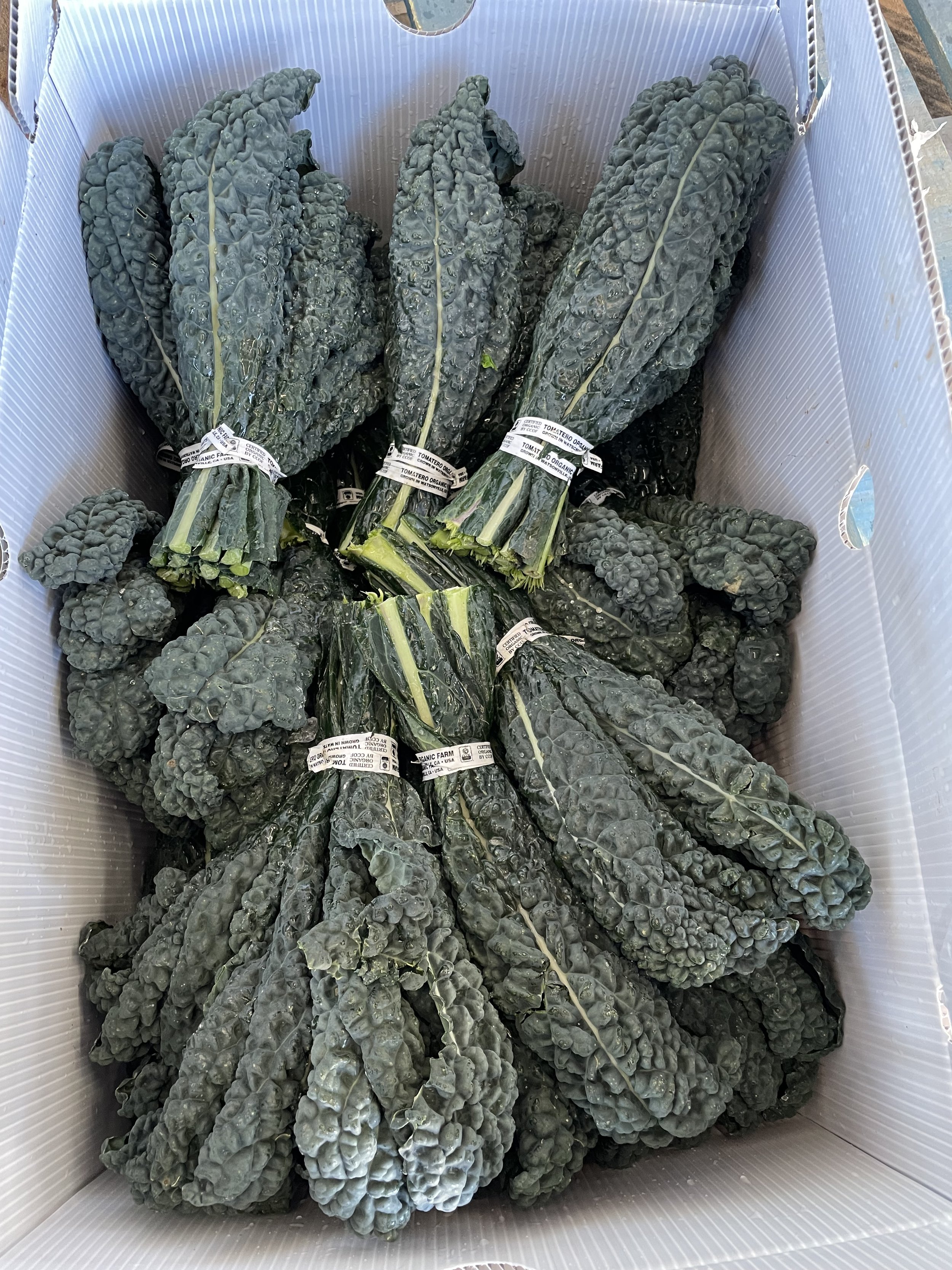 Tomatero Lacinato Kale.jpg