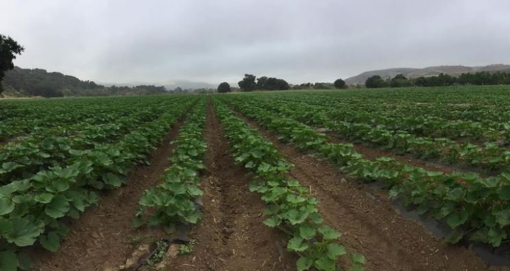 Tutti Squash Plants.JPG