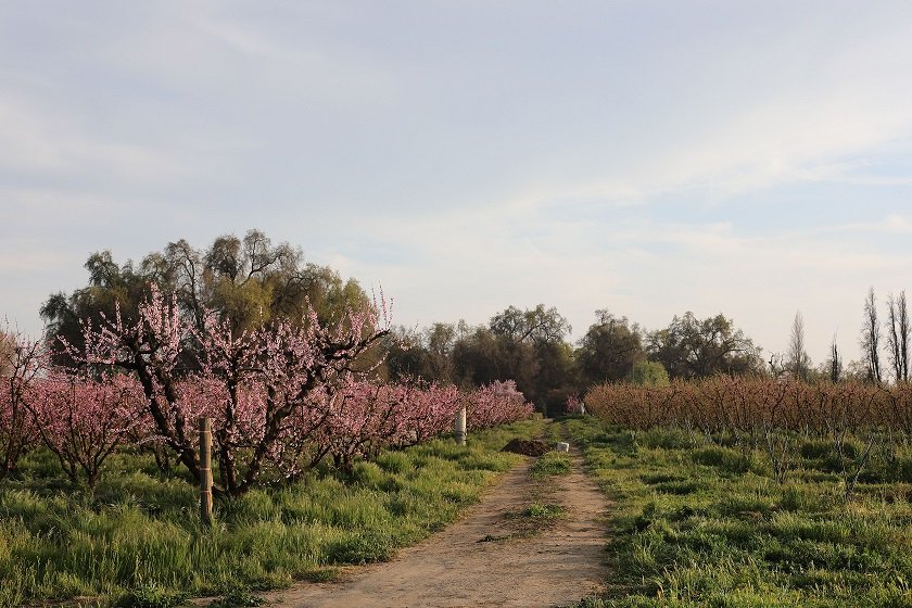 Verns Grove Sundown.jpg