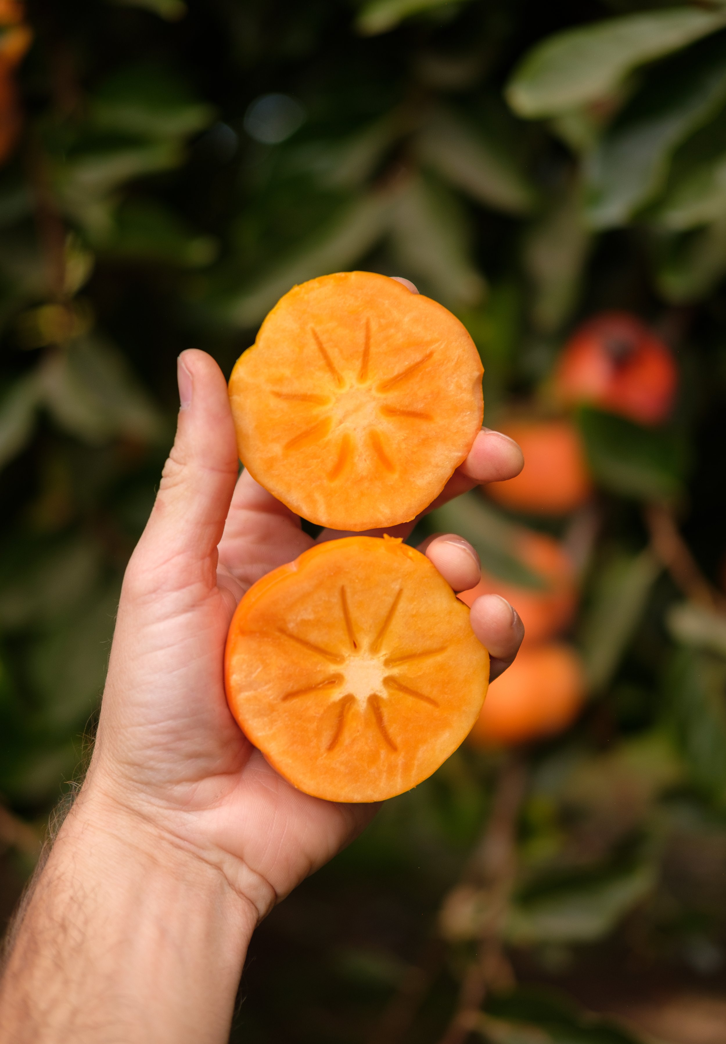 Wild River Persimmons (5).jpg