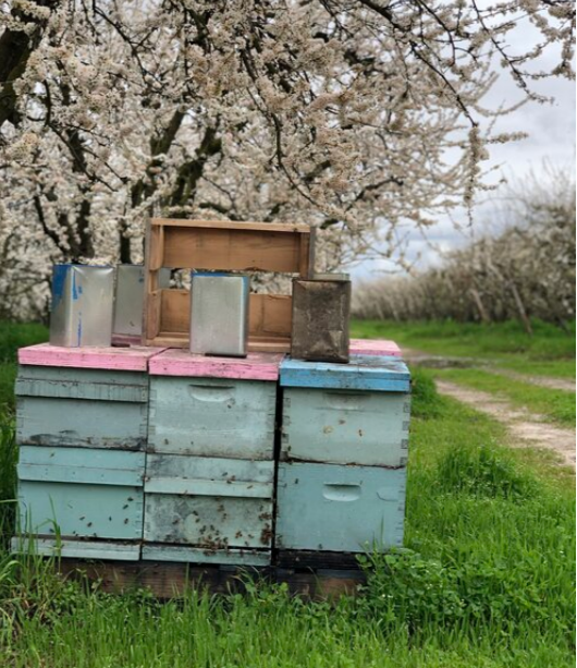 Bee Boxes Wild River.png