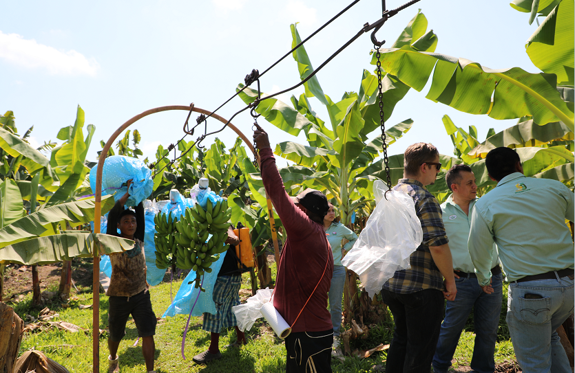 Coliman Bananas hung on cables.png